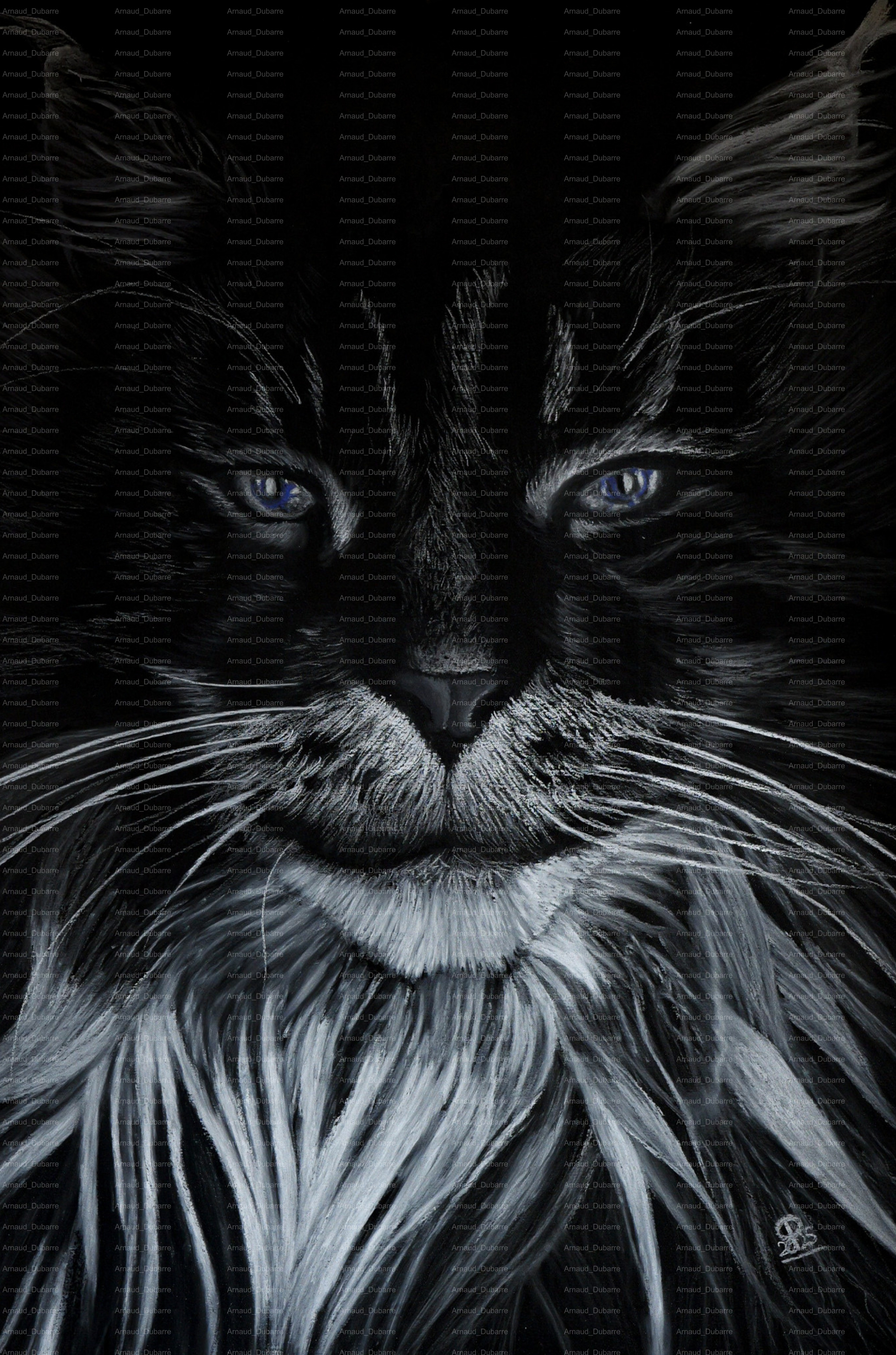 MAINE COON